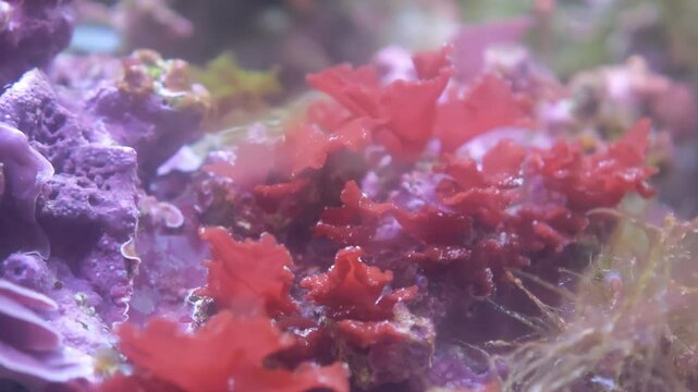 Macro view of torch coral with full polyp extension, tentacles swaying inside a reef tank, the surrounding water tinted deep blue. Excellent marine aquarium, coral macro, or tropical underwater sto...