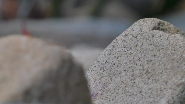 Ladybird crawling over a rock