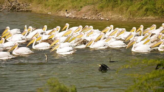 Great White Pelicans Resting Together on Wetland Lake at Jamnagar Gujarat India