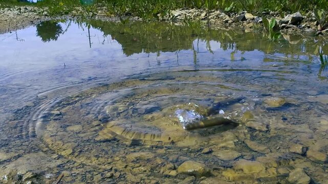 Several large caliber bullet casings falling one by one into a shallow puddle of water, creating splashes and ripples as they settle on the rocky bottom on a sunny day in nature