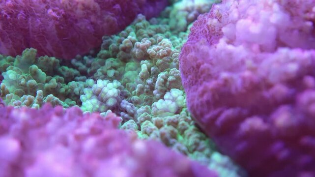 Detailed macro shot of Ricordea soft coral (mushroom coral) polyps in a marine aquarium setting with vivid coloration. Strong fit for underwater coral, marine biology, or reef aquarium stock footag...
