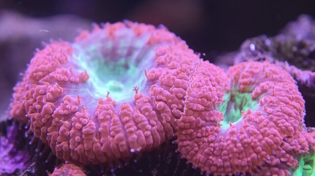 Macro view of Blastomussa coral, fleshy polyps extended inside a reef tank, the surrounding water tinted deep blue. Excellent marine aquarium, coral macro, or tropical underwater stock footage for...