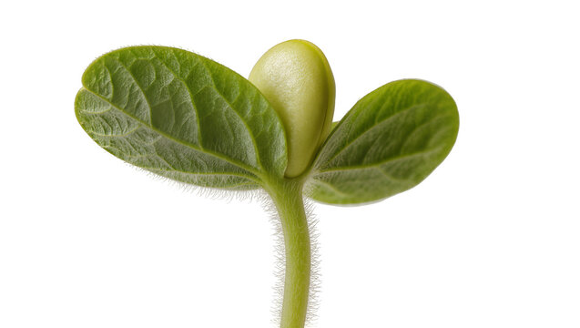 Green seedling with two leaves and a sprout emerging from a seed