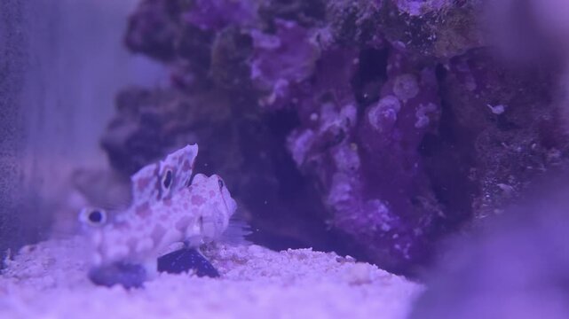 Detail shot of SpongeBob pineapple house ornament in aquarium displayed within a populated reef tank environment. Useful aquarium product placement, novelty decoration, or in-context stock footage...
