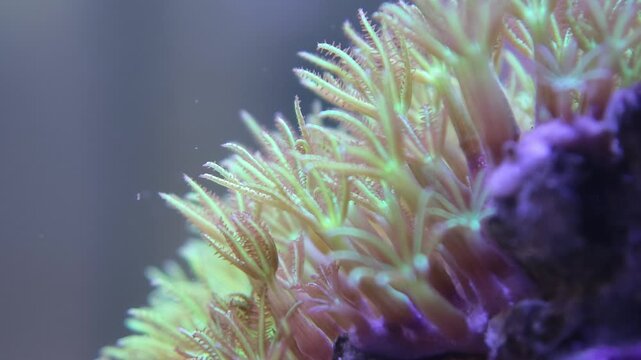 Detailed macro shot of green star coral polyps densely packed in a marine aquarium setting with vivid coloration. Useful reef aquarium, tropical underwater, or marine invertebrate stock footage for...