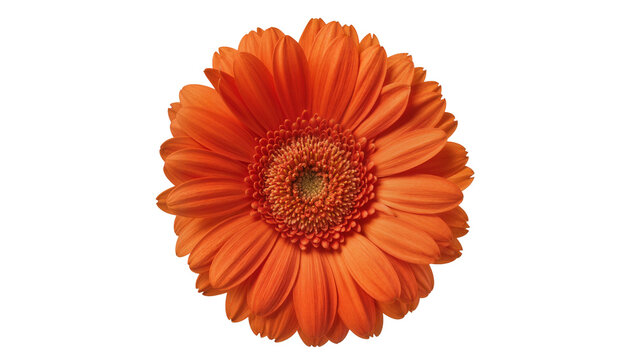 Orange Gerbera Daisy Flower Petals Center
