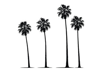 Obraz premium Palm vector silhouette design with tropical trees group