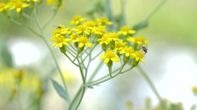 Black bugs on yellow flowers