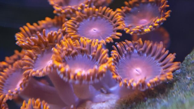 Macro view of zoanthid coral polyps under blue aquarium lighting inside a reef tank, the surrounding water tinted deep blue. Useful reef aquarium, tropical underwater, or marine invertebrate stock...