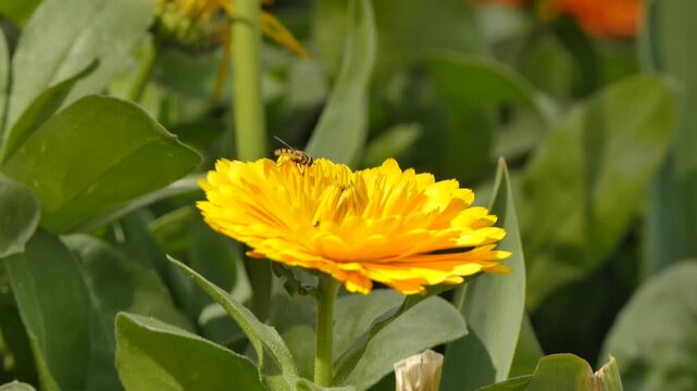 Bug on a yellow flower
