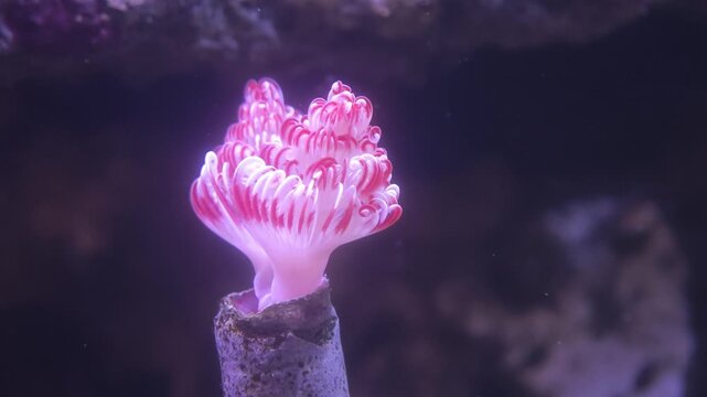 Detailed macro shot of pink soft coral colony, polyps extended in a marine aquarium setting with vivid coloration. Strong fit for underwater coral, marine biology, or reef aquarium stock footage fo...