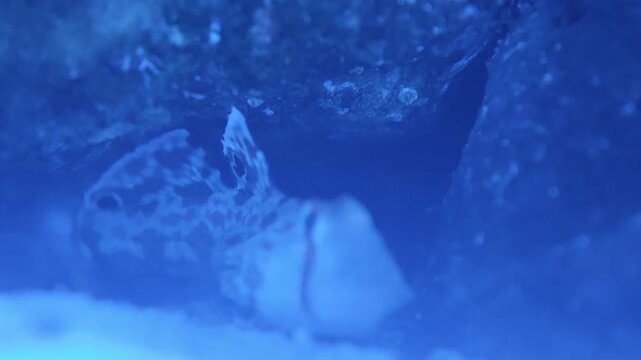 Medium shot of ray (fish) gliding in aquarium water hovering in reef aquarium water, fins and markings clearly visible. Useful reef fish, tropical aquarium, or marine wildlife stock footage for edu...
