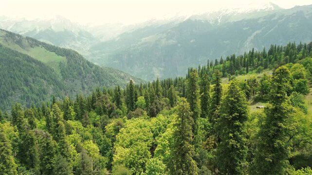 Drone forward flight over lush green pine and deodar treetops revealing a misty mountain valley with distant snow-covered peaks in Manali, Himachal Pradesh, India.