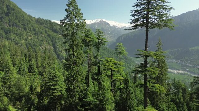 Drone forward flight over vibrant green cedar and pine treetops revealing an expansive mountain valley, alpine villages, and distant snow-capped peaks under a blue sky in Manali, India