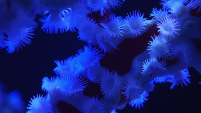 Macro view of soft coral colony, fleshy polyps extended inside a reef tank, the surrounding water tinted deep blue. Strong fit for underwater coral, marine biology, or reef aquarium stock footage f...