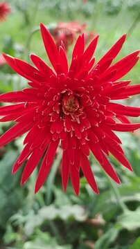 Close-up of a vibrant red Gerbera daisy flower blooming in a garden-Vertical.