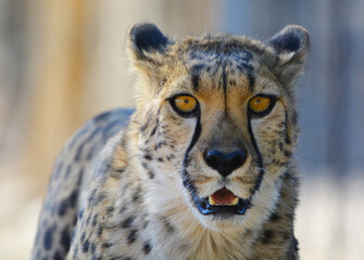 Cheetah Approaching  © Eddie