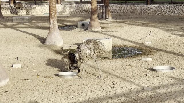 A group of emus in a sandy enclosure at a zoo, with one emu drinking from a metal bowl and another standing in the background.
