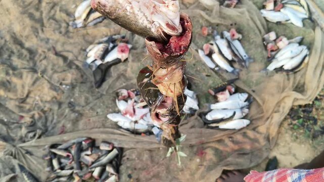 Many catfish heads skewered straight onto a stick. The background shows a fishing net spread on the grass with more scattered fish and cut pieces.