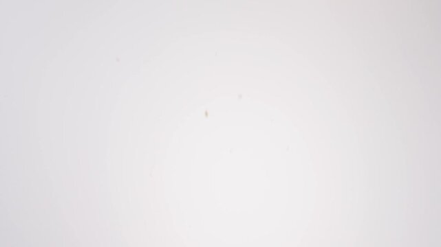 Crumbly fruit-studded scones cascading and falling through frame on white in slow motion. mothers day brunch posts, tea shop ads, weekend brunch videos.