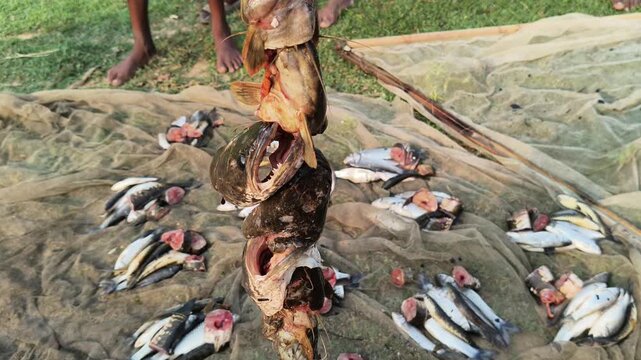 Many catfish heads skewered straight onto a stick. The background shows a fishing net spread on the grass with more scattered fish and cut pieces.