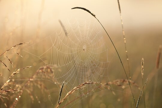 Spider web in a wild meadow during sunrise