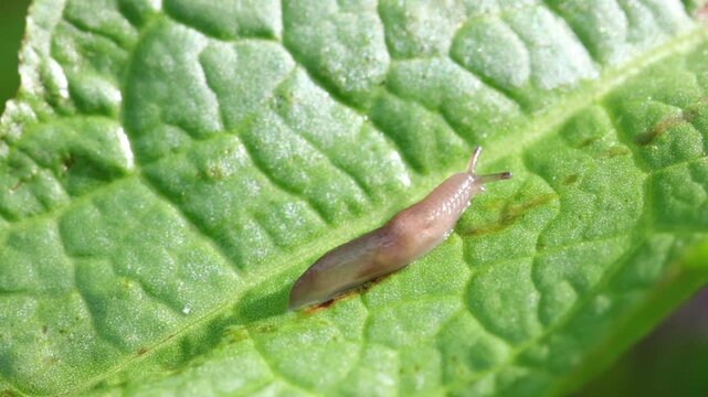 A small white Slug moving over a Dock leaf in a back garden. Summer. UK