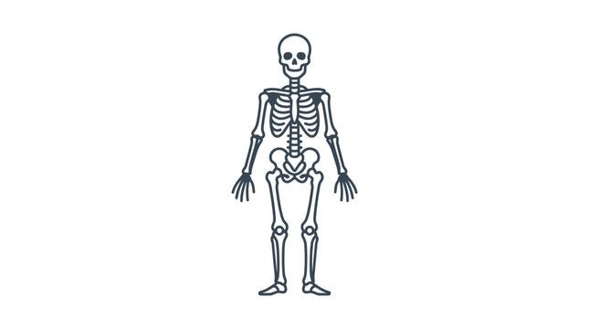 Human Skeleton Standing Upright Full Body.