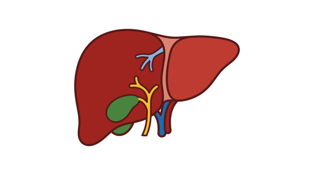 Liver Anatomy Medical Illustration Diagram.