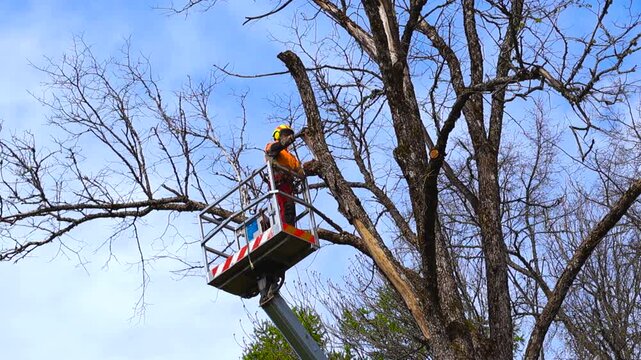 Professional lumberjack wearing safety gear using a chainsaw to prune a large dead tree while standing in an aerial work platform against a clear blue sky during a sunny day