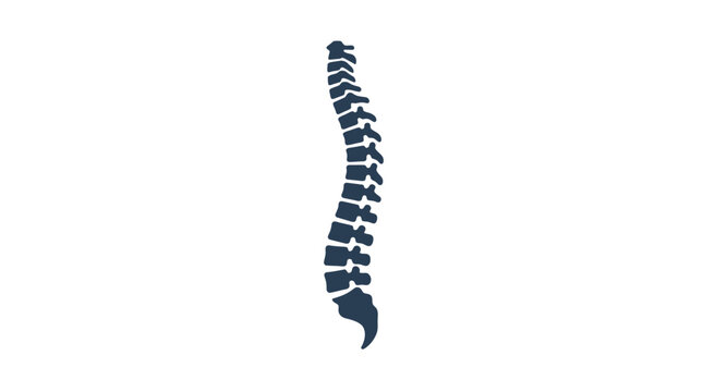 Human spine anatomy medical model.