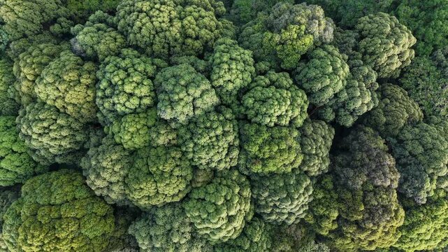 Overhead drone footage shows dense green forest canopy at Bukit Panchor.