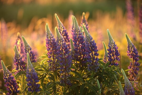 Wild lupine - Lupinus perennis in a meadow during sunset