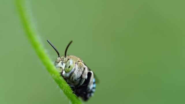 Macro slow motion footage of a blue banded bee gripping a flower stem while vibrating its body and legs, demonstrating natural pollination behavior.