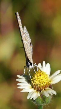 Macro slow motion footage of a tiny butterfly feeding on nectar from a white Tridax daisy flower, showcasing pollination, delicate wing movements and natural biodiversity.