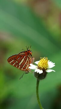 Close-up macro slow motion footage of a tiny orange butterfly perched on a wildflower with intricate wing patterns and soft green background.