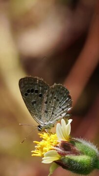 Macro slow motion footage of a tiny butterfly feeding on nectar from a white Tridax daisy flower, showcasing pollination, delicate wing movements and natural biodiversity.