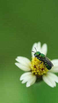 Macro slow motion footage of a metallic green sweat bee collecting nectar from a wildflower with vibrant iridescent colors.