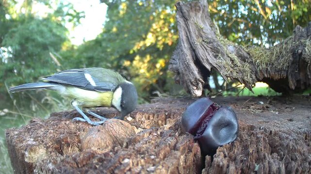 Kohlmeise, Parus major
