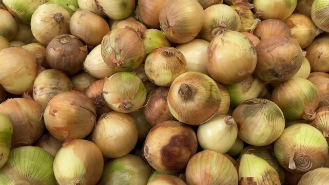 Whole yellow onions of mixed quality lie packed together in a deep bin, some with bruises and green patches, good for themes of cooking prep and bulk produce buying.