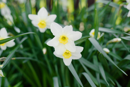 Group of Blooming White Daffodils in Sunny Backyard