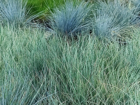 A spiky cluster of blue fescue ornamental grass with fine, needle-like blades.