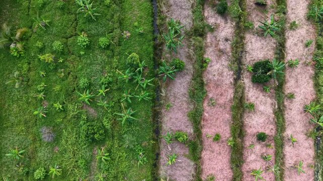 Top down drone shot of wetland farmland showing alternating green vegetation and dry planted strips.