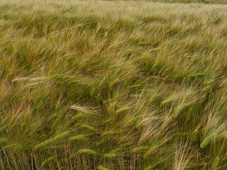 Fototapeta premium green wheat field close up with ears in wind