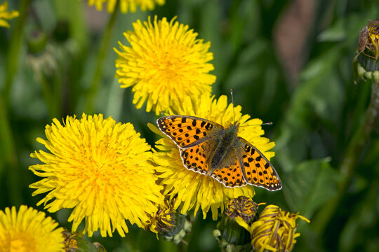 Araschnia levana on yellow dandelion flower. beautiful delicate butterfly, orange wings. macro insect, nature close-up. The mutable map butterfly, spring season. blooming season in the summer meadow