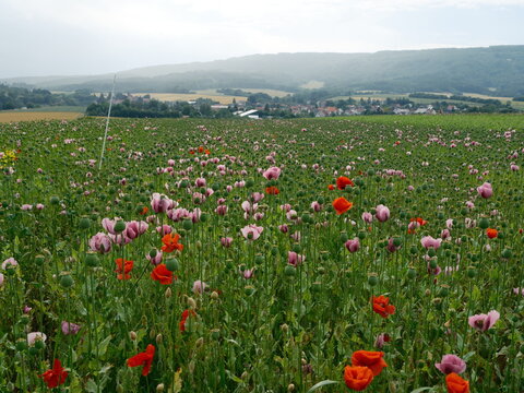 poppy field with purple and red poppies in Germerode