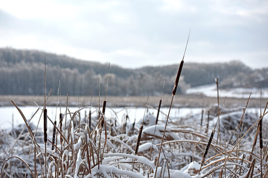 Typha close-up. Phragmites australis. photo with dry Reeds, Typha Latifolia, also called bulrush, reedmace, cattail or corn dog grass, on the shore of the frozen lake. autumn season. winter time