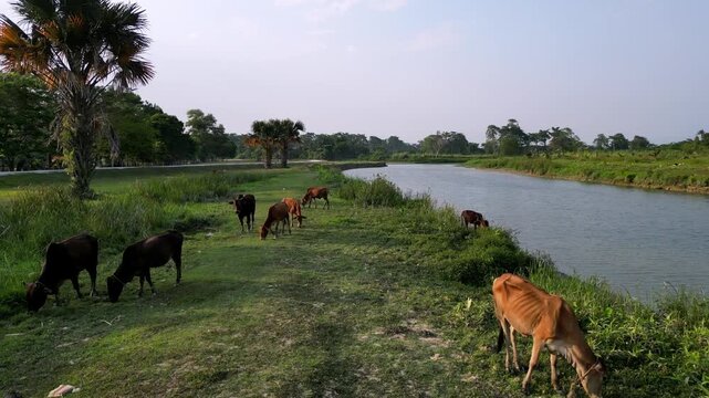 Aerial drone view of cows grazing by riverbank at Labuh Banting