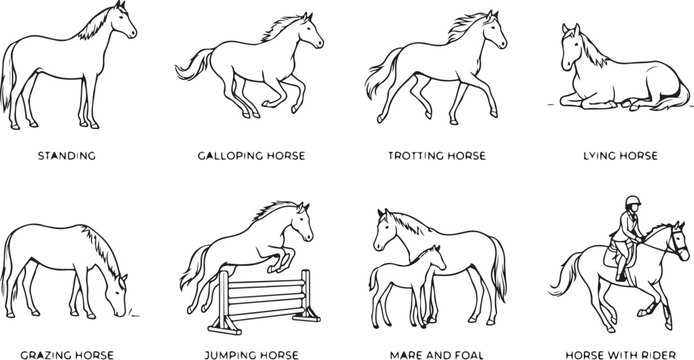 Horse silhouettes in various poses standing galloping trotting lying grazing jumping with foal and rider isolated.