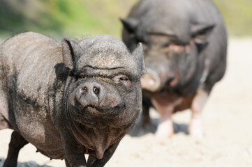 Close-up portrait of a pot-bellied pig head outdoors. A domestic pig photographed in natural rural surroundings with detailed facial features. © Caro